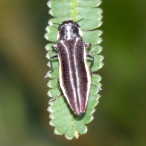 Agrilus hypoleucus at Ainslie, ACT - 4 Feb 2019