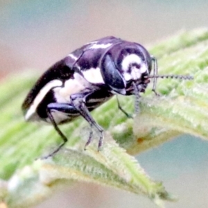 Agrilus hypoleucus at Ainslie, ACT - 4 Feb 2019 01:49 PM