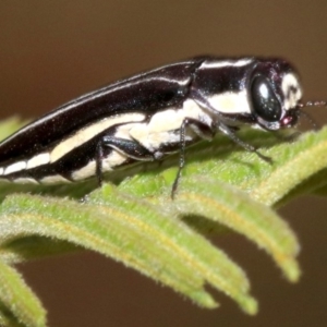 Agrilus hypoleucus at Ainslie, ACT - 4 Feb 2019 01:49 PM