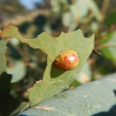 Paropsisterna fastidiosa (Eucalyptus leaf beetle) at Cook, ACT - 29 Jan 2019 by CathB