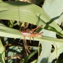 Tettigoniidae (family) (Unidentified katydid) at Cook, ACT - 28 Jan 2019 by CathB