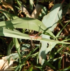 Tettigoniidae (family) at Cook, ACT - 29 Jan 2019