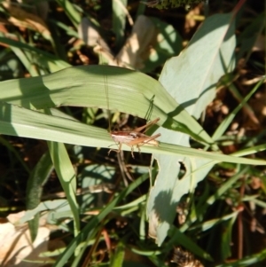 Tettigoniidae (family) at Cook, ACT - 29 Jan 2019