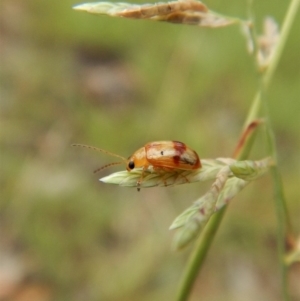 Monolepta juno at Cook, ACT - 1 Feb 2019