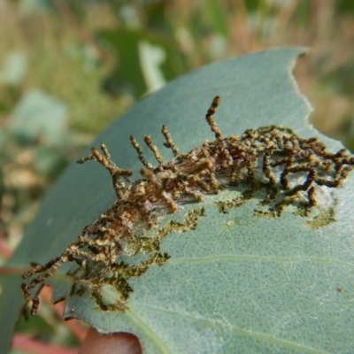 Hypertrophidae sp. (family) (Unidentified Twig Moth) at Cook, ACT - 2 Feb 2019 by CathB