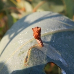 Hypertrophidae sp. (family) (Unidentified Twig Moth) at Cook, ACT - 30 Jan 2019 by CathB