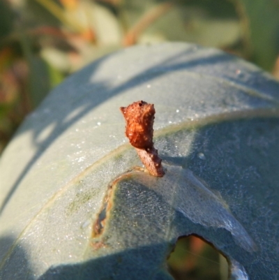 Hypertrophidae sp. (family) (Unidentified Twig Moth) at Cook, ACT - 30 Jan 2019 by CathB