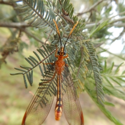 Nymphes myrmeleonoides (Blue eyes lacewing) at Cook, ACT - 5 Feb 2019 by CathB