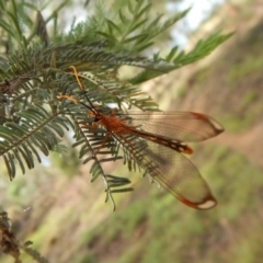 Nymphes myrmeleonoides at Cook, ACT - 5 Feb 2019