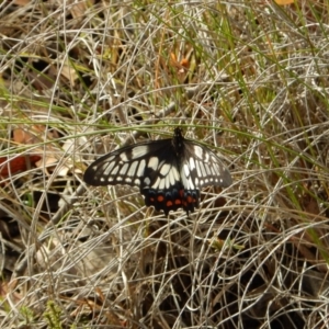 Papilio anactus at Cook, ACT - 5 Feb 2019 09:02 AM