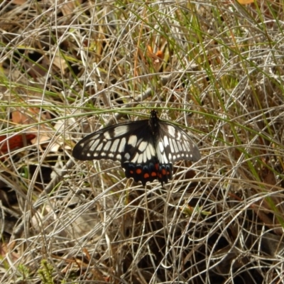 Papilio anactus (Dainty Swallowtail) at Mount Painter - 4 Feb 2019 by CathB