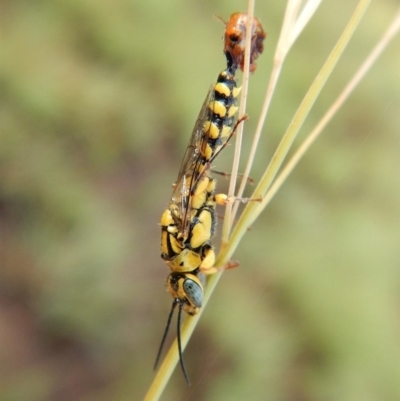 Tiphiidae (family) (Unidentified Smooth flower wasp) at Dunlop, ACT - 5 Feb 2019 by CathB
