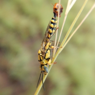 Tiphiidae (family) (Unidentified Smooth flower wasp) at Dunlop, ACT - 4 Feb 2019 by CathB