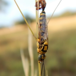 Tiphiidae (family) at Dunlop, ACT - 5 Feb 2019 07:36 AM