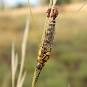 Tiphiidae (family) at Dunlop, ACT - 5 Feb 2019