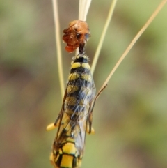 Tiphiidae (family) at Dunlop, ACT - 5 Feb 2019