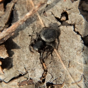 Salticidae sp. 'Golden palps' at Dunlop, ACT - 7 Jan 2019