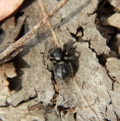 Salticidae sp. 'Golden palps' at Dunlop, ACT - 7 Jan 2019 05:44 PM