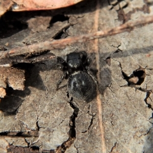 Salticidae sp. 'Golden palps' at Dunlop, ACT - 7 Jan 2019