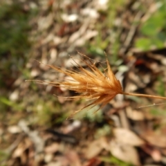 Echinopogon ovatus (Forest Hedgehog Grass) at Dunlop, ACT - 5 Feb 2019 by CathB