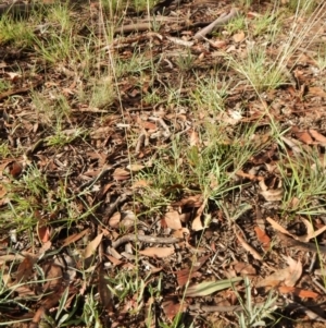 Echinopogon ovatus at Dunlop, ACT - 5 Feb 2019