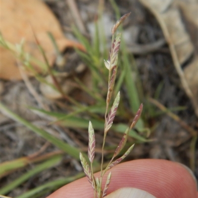 Eragrostis brownii (Common Love Grass) at Mount Painter - 2 Feb 2019 by CathB