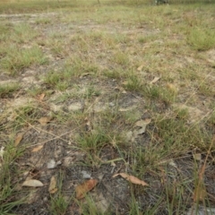 Eragrostis brownii at Dunlop, ACT - 2 Feb 2019