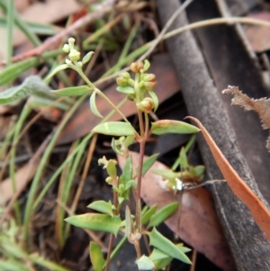 Einadia nutans subsp. nutans at Cook, ACT - 5 Feb 2019