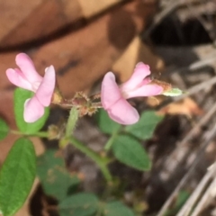 Grona varians at Griffith, ACT - 5 Feb 2019 11:41 AM