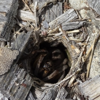 Lycosidae (family) (Wolf spider) at Isaacs, ACT - 6 Feb 2019 by Mike