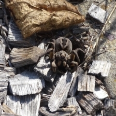 Lycosidae (family) at Isaacs, ACT - 6 Feb 2019