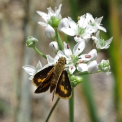 Ocybadistes walkeri (Green Grass-dart) at Isaacs, ACT - 6 Feb 2019 by Mike