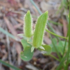 Oxalis corniculata at Isaacs, ACT - 6 Feb 2019