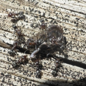 Iridomyrmex sp. (genus) at Isaacs, ACT - 6 Feb 2019