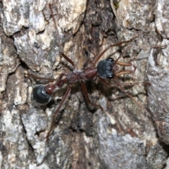 Myrmecia nigriceps (Black-headed bull ant) at Majura, ACT - 1 Feb 2019 by jbromilow50