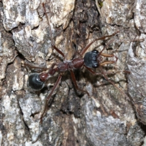 Myrmecia nigriceps at Majura, ACT - 1 Feb 2019 03:59 PM