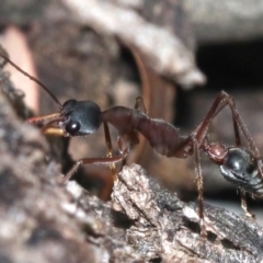 Myrmecia nigriceps at Majura, ACT - 1 Feb 2019 03:59 PM