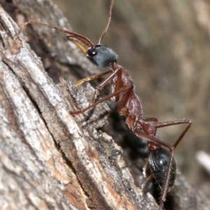 Myrmecia nigriceps at Majura, ACT - 1 Feb 2019 03:59 PM