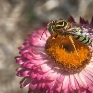 Bembix sp. (genus) at Acton, ACT - 6 Feb 2019