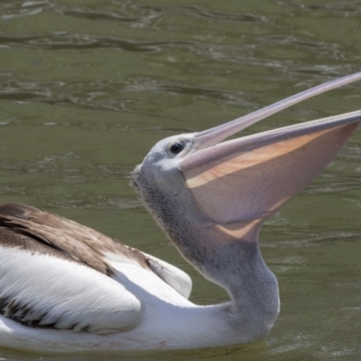 Pelecanus conspicillatus (Australian Pelican) at Kingston, ACT - 6 Feb 2019 by AlisonMilton