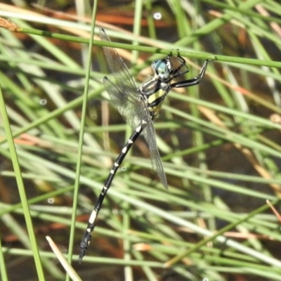 Parasynthemis regina (Royal Tigertail) at Forde, ACT - 6 Feb 2019 by JohnBundock