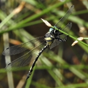 Parasynthemis regina at Forde, ACT - 6 Feb 2019