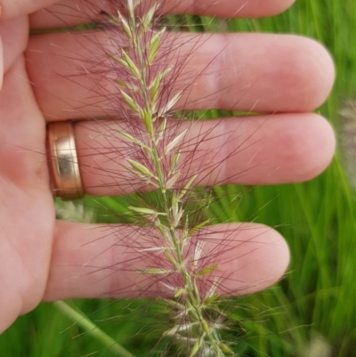 Cenchrus purpurascens (Swamp Foxtail) at Connolly Street Reserve - 5 Feb 2019 by RobSpeirs