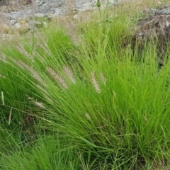 Cenchrus purpurascens at Googong, NSW - 5 Feb 2019