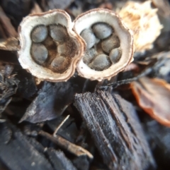 Cyathus sp. (A Bird's Nest Fungus) at Dunlop, ACT - 6 Feb 2019 by purple66