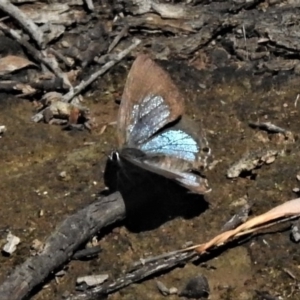 Jalmenus icilius at Forde, ACT - 6 Feb 2019 11:24 AM