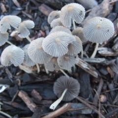 Coprinellus etc. (An Inkcap) at Dunlop, ACT - 5 Feb 2019 by purple66