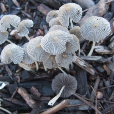 Coprinellus etc. (An Inkcap) at Dunlop, ACT - 5 Feb 2019 by purple66