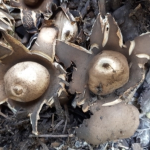 Geastrum sp. at Dunlop, ACT - 6 Feb 2019 04:16 PM