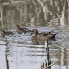 Anas gracilis (Grey Teal) at Fyshwick, ACT - 5 Feb 2019 by AlisonMilton